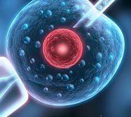 鲜胚和冻胚的区别盘点，哪个成功率高还得看质量划分